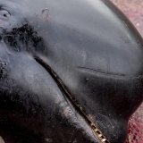 Les Féringiens qui défendent la pratique reprochent aux médias et ONG étrangers de ne pas respecter leur culture d'îliens, où la pêche et les traditions occupent une place centrale. Ils tuent autour de 800 globicéphales par an.